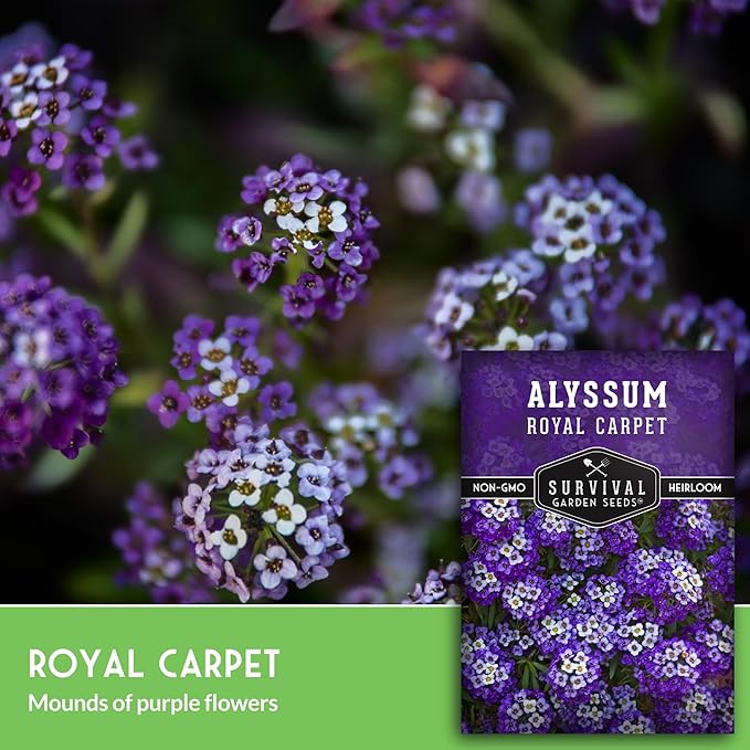 Alyssum Seeds for Planting - Sweet Royal Carpet Purple Alyssum - Fragrant Perennial Flower & Ground Cover - Heirloom Non-GMO - Survival Garden Seeds (5 Packs)