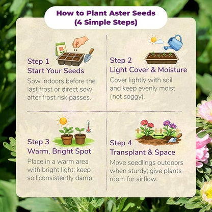 Aster Seeds Mix (5 Colors) – 2,000+ Flower Seeds for Planting, Easy-Grow Annual Blooms for Garden Beds & Pots, Cut Flower & Pollinator Garden