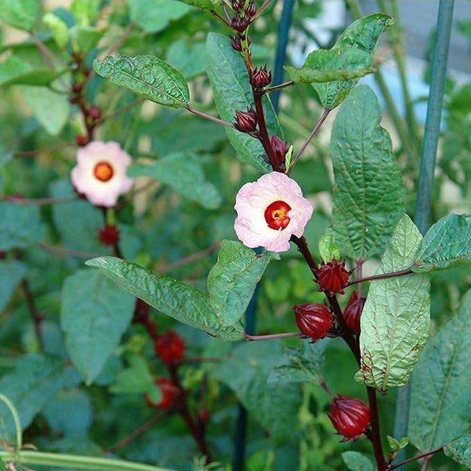 Palm Beach Medicinal Herbs - Red Roselle (Hibiscus sabdariffa) - Packet of 50 Seeds
