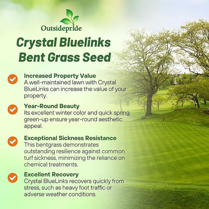 Outsidepride Crystal Bluelinks Creeping Bent Grass Seed - 25 lbs. Dense Turf Grass for Golf Greens & Putting Surfaces, Fine-Textured, Tolerant to Close Mowing for Smooth, Consistent Lawn Coverage