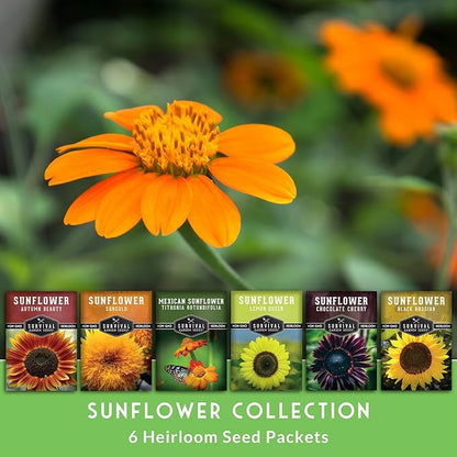 Sunflower Seeds Collection for Planting | 6 Variety Pack – Autumn Beauty, Black Russian, Chocolate Cherry, Sungold, Lemon Queen & Mexican Sunflower – Heirloom Non-GMO – Survival Garden Seeds