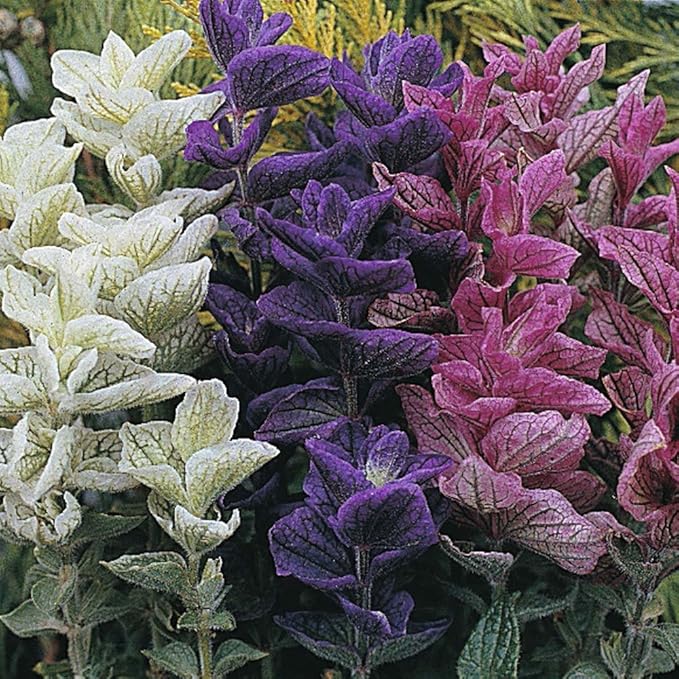 Seeds Flowers Clary Tricolor Mix Annual - 100 Seeds