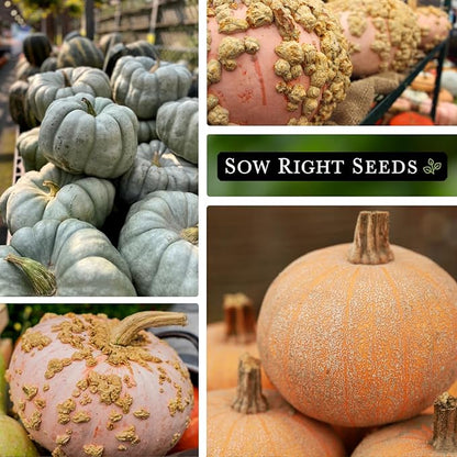 Sow Right Seeds - Decorative Pumpkin Seed Collection for Planting - Jarrahdale, Galeux d’Eysines, and Winter Luxury Pumpkins - Non-GMO Heirloom Packets with Instructions to Plant and Grow