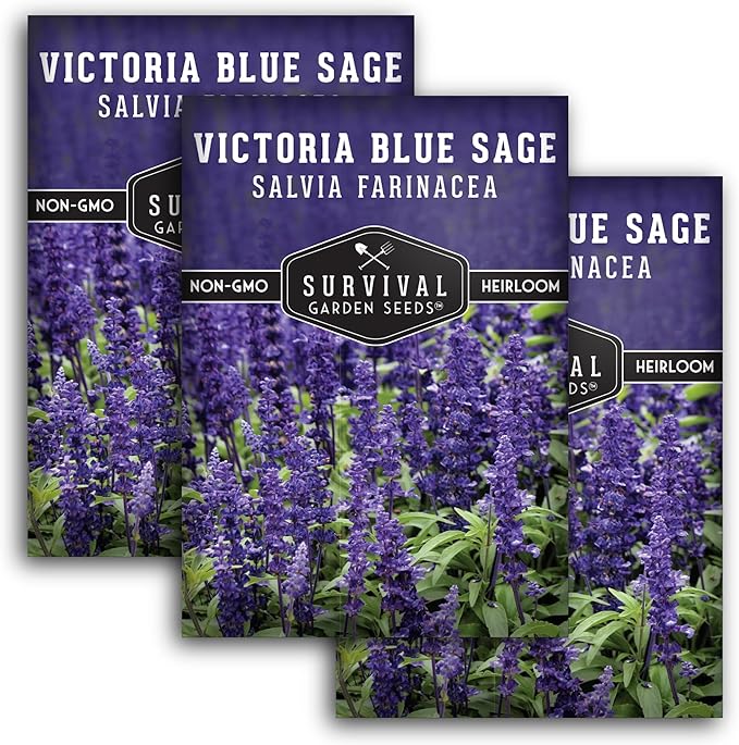 Survival Garden Seeds - Victoria Blue Sage Seed for Planting - 3 Packets with Instructions to Plant and Grow Mealycup Sage or Salvia Farinacea in Your Home Vegetable Garden - Non-GMO Heirloom Variety