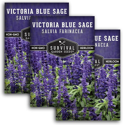 Survival Garden Seeds - Victoria Blue Sage Seed for Planting - 3 Packets with Instructions to Plant and Grow Mealycup Sage or Salvia Farinacea in Your Home Vegetable Garden - Non-GMO Heirloom Variety