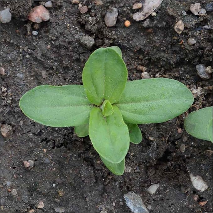 Seed Needs, Mixed State Fair Zinnia Seeds - 250 Heirloom Seeds for Planting Zinnia Elegans - Annual Flowers to Attract Butterflies & Other Pollinators, Great Cut Flower (5 Packs)
