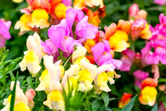 Seeds Multicolor Dwarf Snapdragon Seed Mix 1000+ Seeds to Grow Compact Snapdragon Assorted Colors