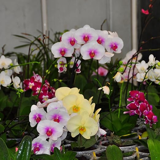 Jaggar Cross Exotics Best Orchid Fuel! Better Than MSU Fertilizer - RO/Rain/Tap Water (Half Pint - 8 oz)
