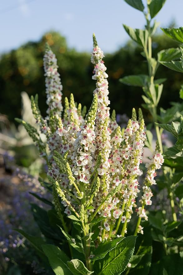 Plant Good Seed Organic Purple Throated Mullein Seeds for Planting: Medicinal Tea Herb, Pink and White Flowers - 250 Seed Packet