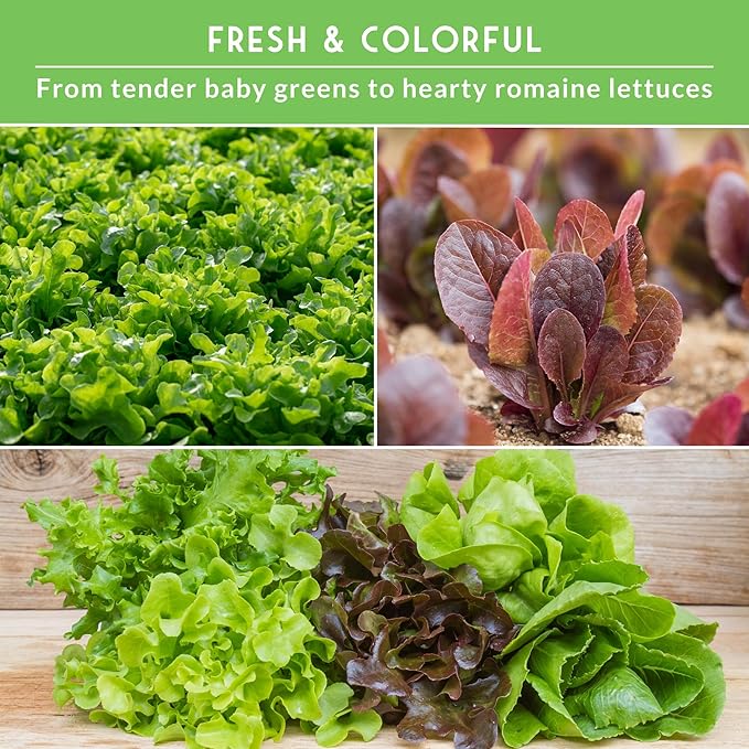 Lettuce Seeds for Planting | 10 Heirloom Lettuces – Buttercrunch, Romaine, Iceberg, Oakleaf, Simpson, Salad Bowl, Lolla Rossa & More | Survival Garden Seeds