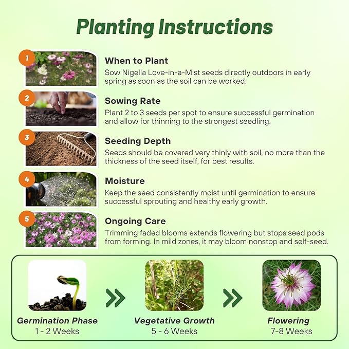 Outsidepride Jewels Rose Nigella Seeds - 2000 Pcs Annual Flower Seeds for Planting with Vibrant Blooms & Lacy, Fern-Like Foliage, Attractive Cut Flower for Small Garden Spaces & Floral Arrangements