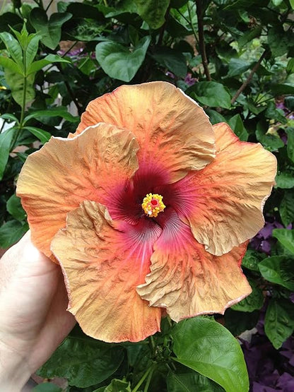 Peters Professional Bloom Booster 10-30-20 with Micronutrients. Great for All Flowering Plants - 1 Pound
