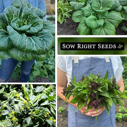 Sow Right Seeds - Asian Greens Seed Collection for Planting - Includes Thai Basil, Bok Choy, Chinese Celery, Tat SOI & Yu Choy Sum - Non-GMO Heirloom Varieties to Plant and Grow Indoors or Outdoors