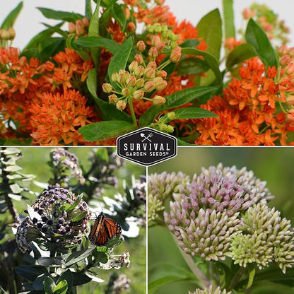 Survival Garden Seeds Milkweed Collection Seed Vault – Butterfly, Common & Rose (Swamp) Milkweed for Monarchs – Non-GMO Heirloom Seeds for Planting & Growing in a Pollinator Garden