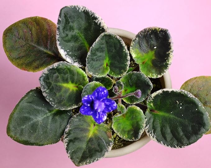 African Violet Plant Potting Soil Mix Peat Moss & Perlite 1 Quart (1qt 4 Level Cups)