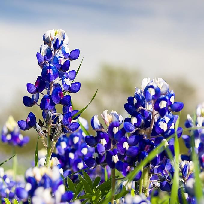 Seed Needs Texas Bluebonnet Seeds for Planting Blue Lupinus Flowers - Heirloom & Open Pollinated Wildflower Seed to Plant an Outdoor Butterfly Garden to Attract Pollinators (XL Pack)