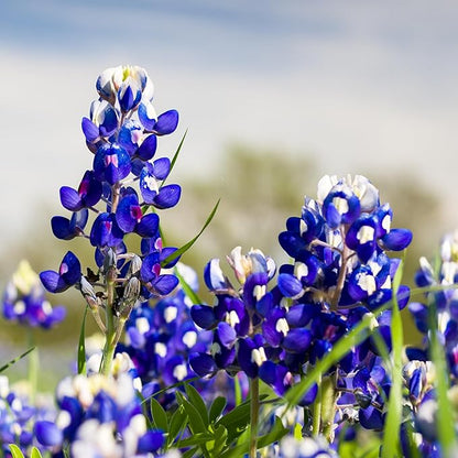Seed Needs Texas Bluebonnet Seeds for Planting Blue Lupinus Flowers - Heirloom & Open Pollinated Wildflower Seed to Plant an Outdoor Butterfly Garden to Attract Pollinators (XL Pack)