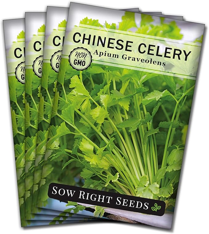 Sow Right Seeds - Chinese Celery Seeds for Planting - Non-GMO Heirloom Packet with Instructions to Plant and Grow a Home Vegetable Garden - Culinary and Compact Herb, Abundant Stalks (4)