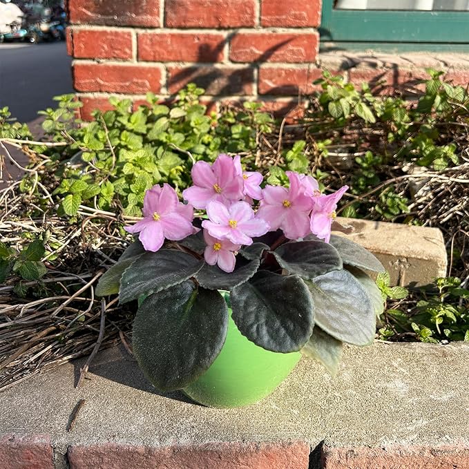 2pcs African Violet Planter Pot - 6.5inch Self Watering Green Ceramic Pot with Creamic Reservoir