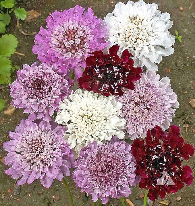 Pincushion or Scabiosa Mixed Seeds - 280 Imperial Mix Seed - Non GMO - Neonicotinoid-Free