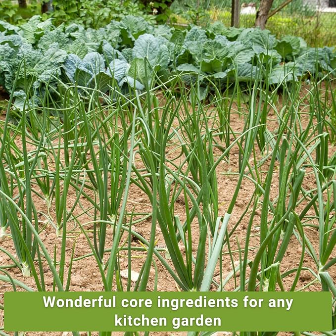 Sow Right Seeds - Onion Family Seed Collection for Planting - 6 Varieties of Chives and Onions - Hardy and Flavorful - Non-GMO Heirloom Packets with Instructions to Plant and Grow a Vegetable Garden