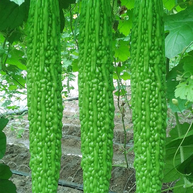 Long Bitter Melon Seeds 30pcs - Bitter Gourd Heirloom Non-GMO Bittermelon Seeds with Easy to Follow AKA. Bitter Gourd, Bitter Squash, Balsam Pear, Kyushu, Karela, Goya