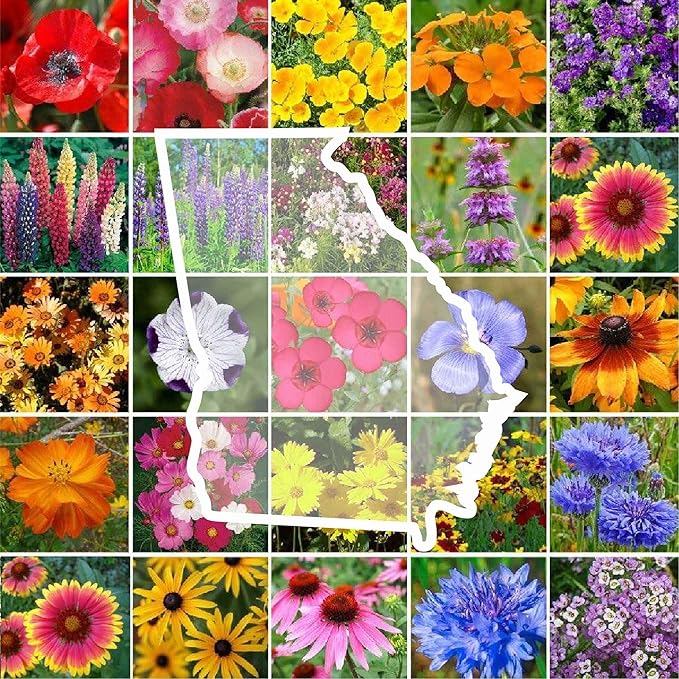 Eden Brothers Georgia Wildflower Mixed Seeds for Planting, 1 oz, 30,000+ Seeds with Cornflower, Cosmos, African Daisy | Attracts Pollinators, Plant in Spring or Fall, Zones 3, 4, 5, 6, 7, 8, 9, 10