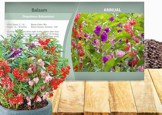 Outsidepride Balsam Impatiens Flower Seeds - 1000 Pcs Annual, Compact & Pollinator Friendly, Impatiens Seeds for Planting w/Vibrant, Abundant Blooms for Shade Gardens & Container Displays