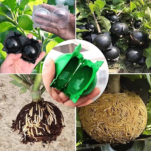 Reusable Plant Rooting Ball, Markeny Plant Propagation Root Ball Effective Invisible Propagation(Green, 15PCS)