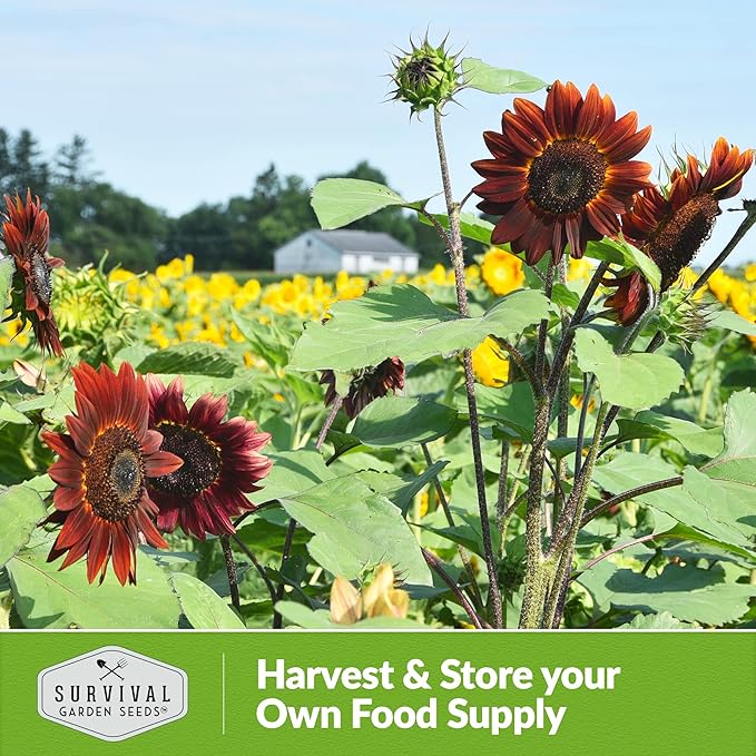Chocolate Cherry Sunflower Seeds for Planting | Rare Burgundy Black Blooms, 6-7ft Giant Non-GMO Heirloom Flower - Survival Garden Seeds (3 Packs)