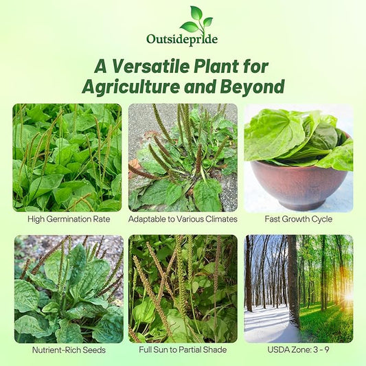 Outsidepride Common Green Plantain Seeds for Planting - 10,000 Pcs Perennial, Easy-to-Grow Herb Seeds for Culinary, Farm & Household Uses, Low-Growing Foliage for Tropical & Subtropical Climates