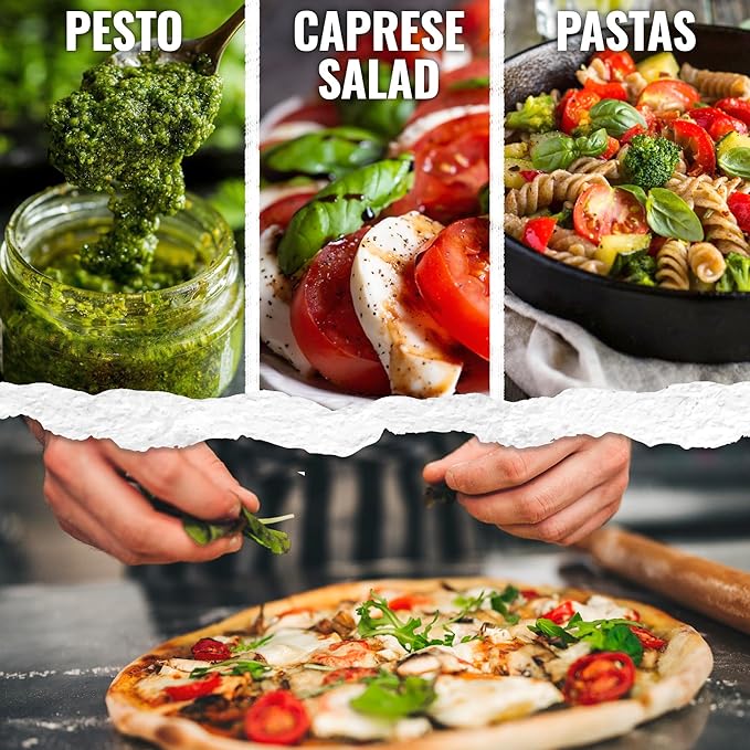 Seed Needs Basil Seeds for Planting Italian Large Leaf Herbs - Non-GMO Heirloom & Untreated - Grow an Indoor or Outdoor Home Grown Herb Garden (5 Packs)