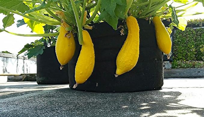 RootEase 5-Pack Garden Planting Aeration Fabric Pot, Heavy Duty Durable Fabric Grow Bag / Planter, Raised Bed Gardening, Best Air Pruning Root Treatment Eco-Friendly Grow Bags with Handles