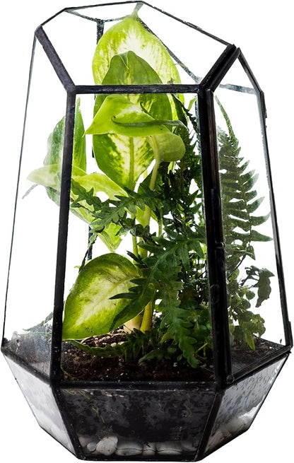 KraftStories Clear Glass Terrarium with Door | Geometric Design Container | Ideal Planter for Moss and Indoor Plants | Maintains Humidity | Self-Sustaining Indoor Garden Ecosystem (Only Terrarium)
