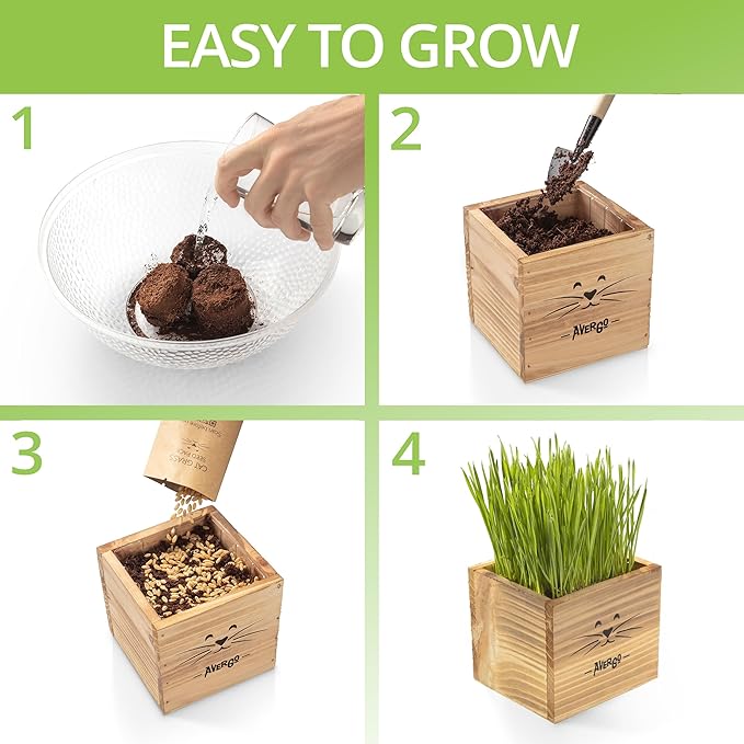 Cat Grass Kit for Indoor Cats – x2 Seed Packets | Cat Grass Seeds with Wooden Planter & Soil – Pet Wheatgrass Grass