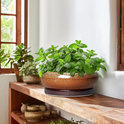 Bonsai Pots - 10 Inch Ceramic Succulent Pots with Drainage Hole and Saucer, Bonsai Planter for Indoor Outdoor, Large Shallow Planter Bowl, Office Decor, Gifts for Plant Lovers, Retro Brown