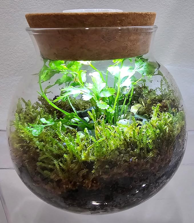 Silver Circle Products Unique Gardener: Glass Terrarium - 4'' with Cork & 3 LEDs - Light Up Cork, Gardening Planter, Glass, for Succulents, Flowers, Herbs & More