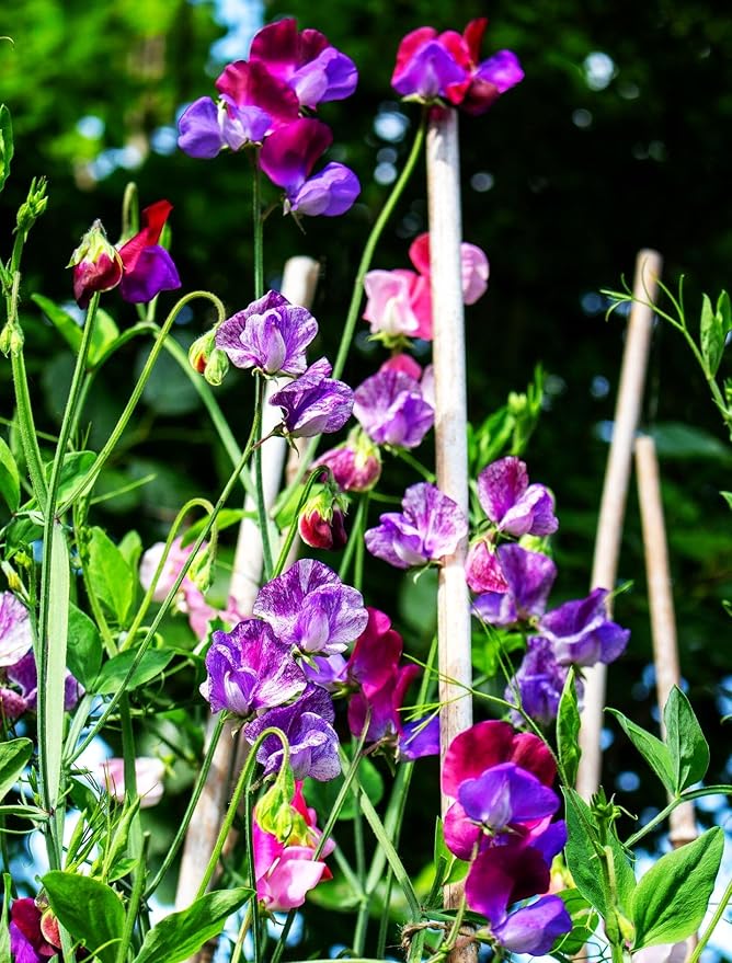 Sweet Pea Seeds 100 Seeds - Non-GMO Heirloom Seeds Brightly Colored Flowering Vines for Pergolas, Flower Beds, Balconies and Patios