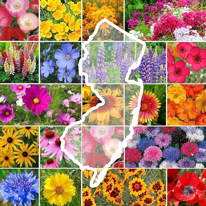 Eden Brothers New Jersey Wildflower Mixed Seeds for Planting, 1 oz, 30,000+ Seeds with Cornflower, Coneflower | Attracts Pollinators, Plant in Spring or Fall, Zones