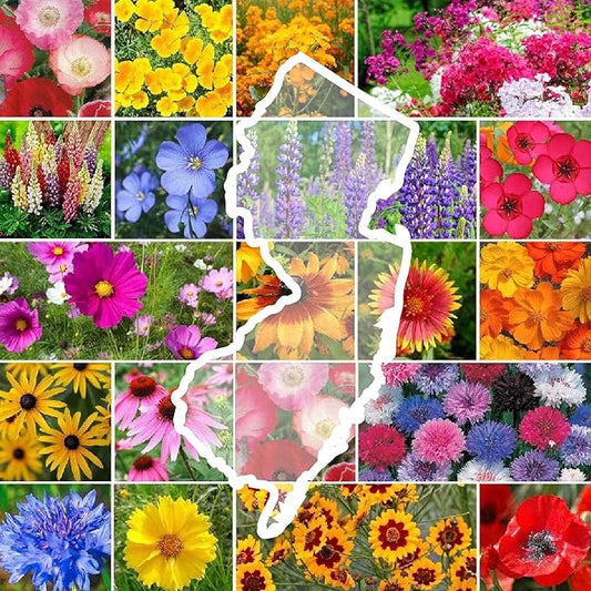 Eden Brothers New Jersey Wildflower Mixed Seeds for Planting, 5 lbs, 2,400,000+ Seeds with Cornflower, Coneflower | Attracts Pollinators, Plant in Spring or Fall, Zones