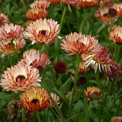 Outsidepride Bronzed Beauty Calendula Seeds - 100 Pcs Annual Edible Flower Seeds for Planting for Dishes & Wellness Uses, with Vibrant Blooms for Cut Flower, Container, & Pollinator Gardens