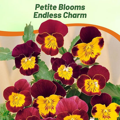 Outsidepride Bambini Mix Viola Pansy Seeds for Planting - 1000 Pcs. Perennial, Cold-Hardy & Pollinator Friendly Flowers with Fragrant Blooms for Garden Beds, Borders & Container Displays