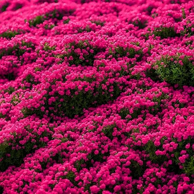 21600+ Magic Red Creeping Thyme Seeds for Planting Perennial Thyme Heirloom Flowers Non-GMO Ground Cover Plants for Garden Outdoor