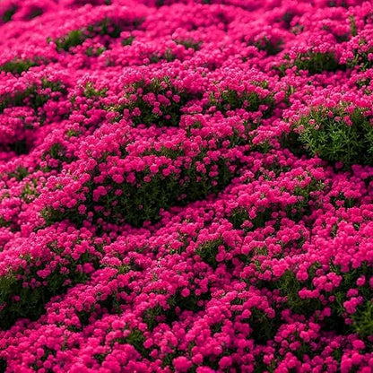 21600+ Magic Red Creeping Thyme Seeds for Planting Perennial Thyme Heirloom Flowers Non-GMO Ground Cover Plants for Garden Outdoor