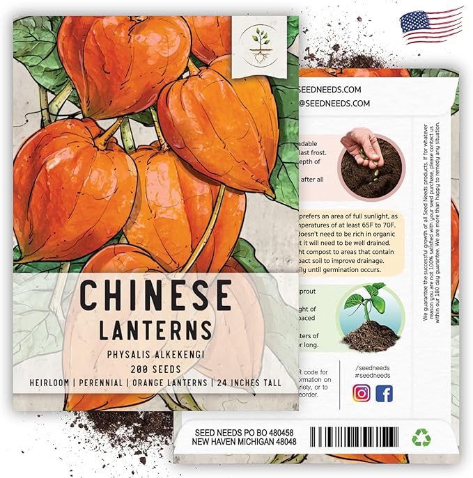 Seed Needs Chinese Lantern Seeds for Planting (Physalis Alkekengi) Heirloom & Open Pollinated Orange Ornamental Husk Cherries - Annuals to Plant an Outdoor Garden (5 Packs)