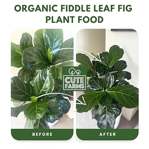Organic Fiddle Leaf Fig Tree Fertilizer for Ficus Lyrata & Ficus Audrey – Urea-Free, Calcium-Enriched Formula with a Balanced NPK Ratio of 3-1-2 for Strong Roots & Lush Leaves (8 oz) Cute Farms