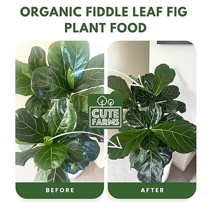 Organic Fiddle Leaf Fig Tree Fertilizer for Ficus Lyrata & Ficus Audrey – Urea-Free, Calcium-Enriched Formula with a Balanced NPK Ratio of 3-1-2 for Strong Roots & Lush Leaves (8 oz) Cute Farms
