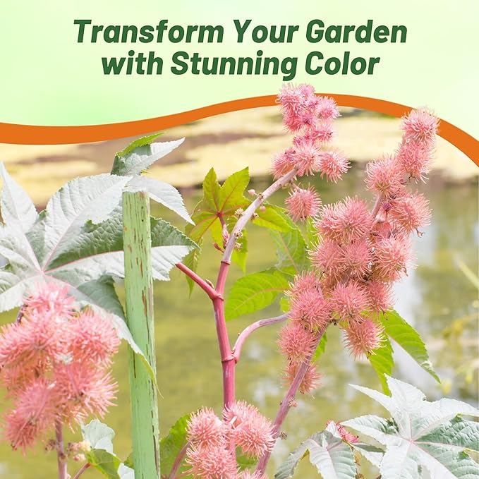 Outsidepride Bright Pink Castor Bean Seeds - 15 Pcs Annual Quick-Growing Tropical Flower Seeds for Planting Vibrant Foliage & Colorful Blooms for Eye-Catching Borders, Gardens & Landscapes