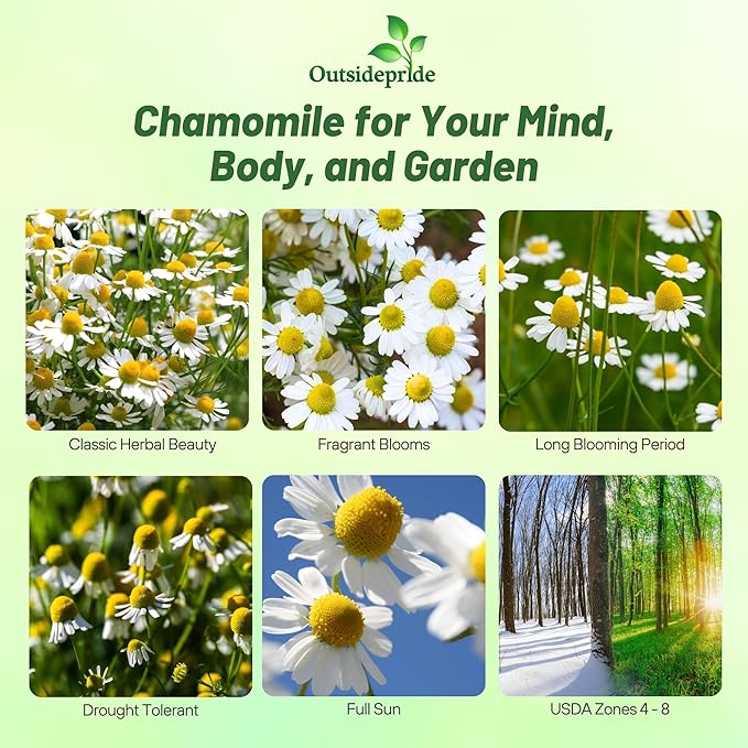 Outsidepride German Chamomile Seeds - 10000 Pcs Annual, Drought Tolerant, Self-Seeding & Versatile, Herb Seeds for Planting Sweet Scented Daisy-Like Blooms, Ideal for Slopes & Pollinator Gardens