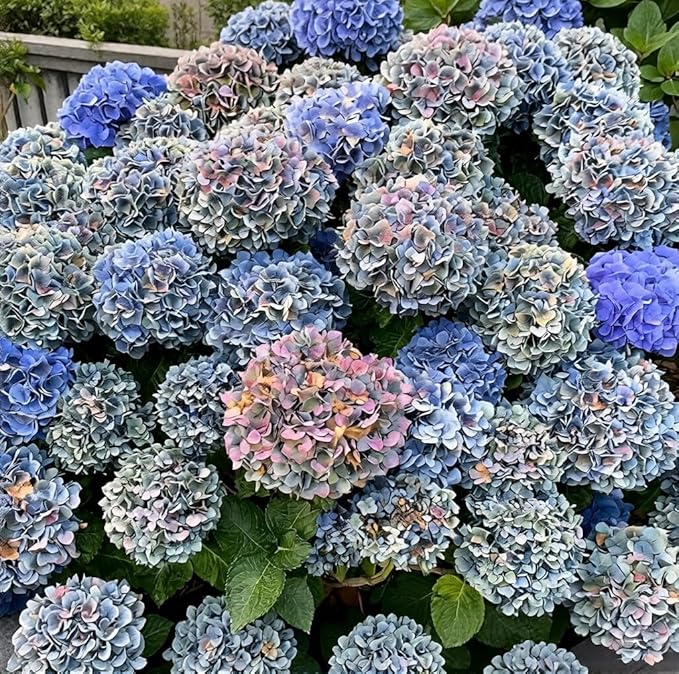 150+ Hydrangea Seeds - Mixed Color Perennial Flowers (Blue, Pink, Red & White) for Garden, Landscape & Wedding Decor – Hardy, Non-GMO, Heirloom Seed for Outdoor Planting & Potted Plants